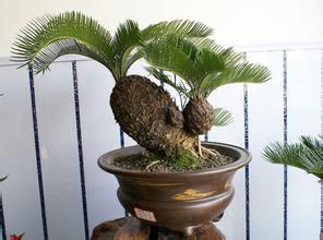 如何種出漂亮柚子(zi)盆栽,需多(duo)久可(kě)以(yi)髮(fa)芽?